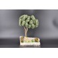 arbre rocher arbre rocher