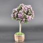 arbre chinÃ© rose